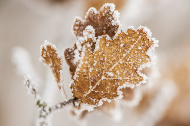 雪花冬季纹理小寒banner