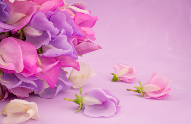 浅紫色浪漫壁纸