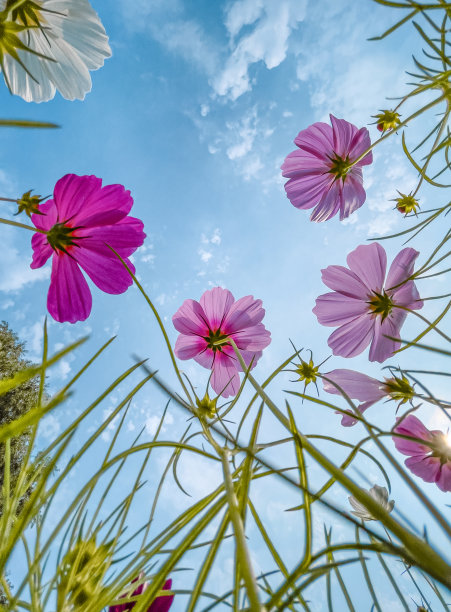 蓝天下的波斯菊