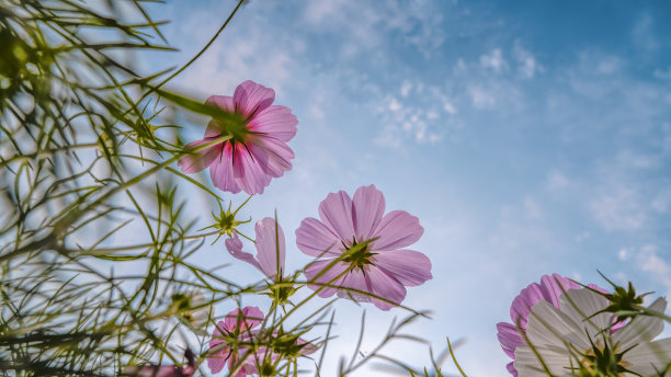 蓝天下的波斯菊