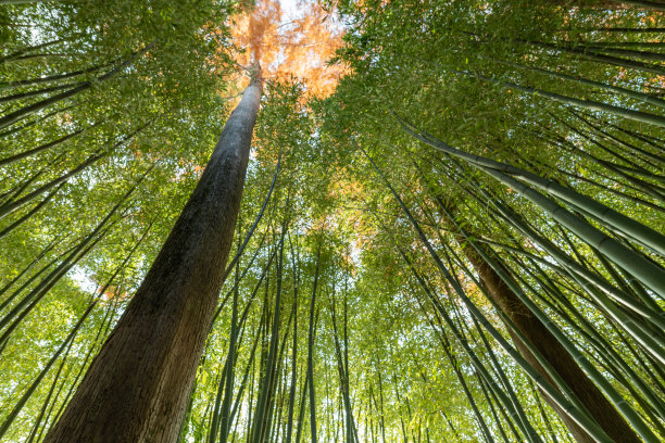 梦幻阳光竹林