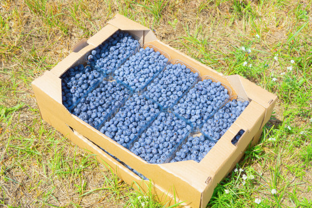 蓝莓纸箱