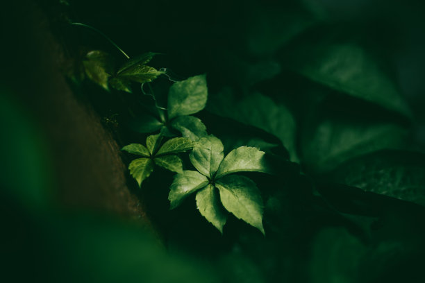 花墙,绿植墙,植物墙