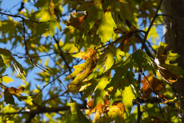 秋季蓝色天空下的梧桐树金色树叶