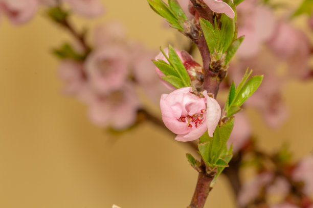 桃树林花卉特写