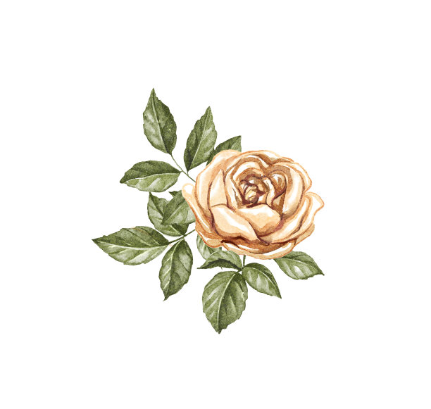 手绘玫瑰水彩花卉