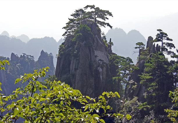 华山松林,山峰,绝壁