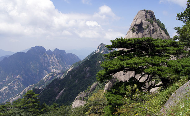 华山松林,山峰,绝壁