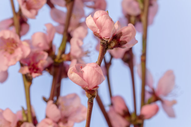 桃树林花卉特写