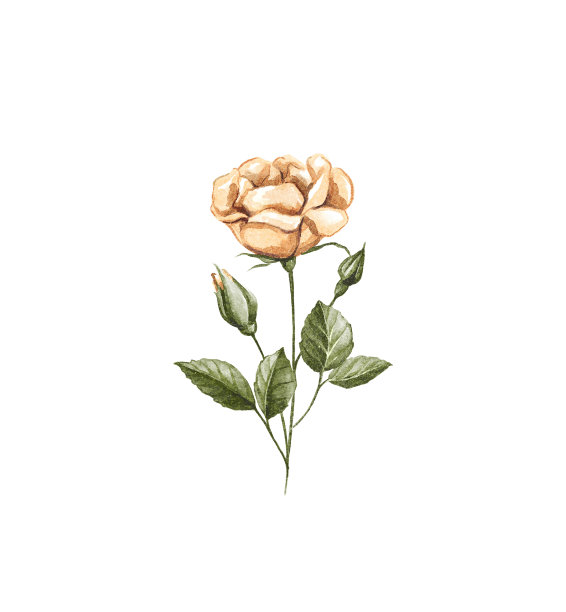 手绘玫瑰水彩花卉