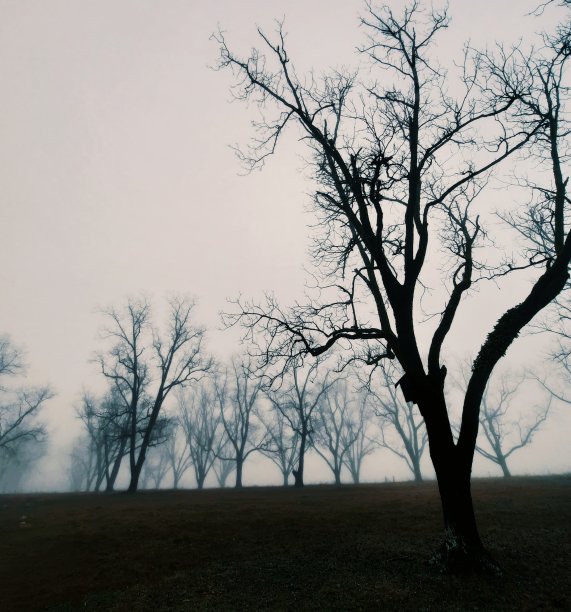 蓝天下雾挂的树枝