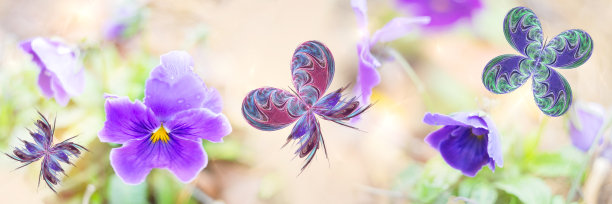 分形的蝴蝶