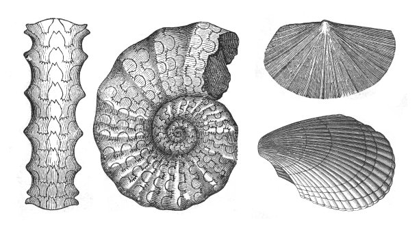 古代蜗牛化石