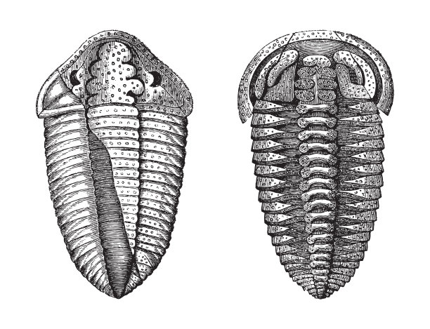 古代蜗牛化石