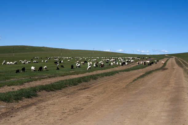 内蒙古群牛