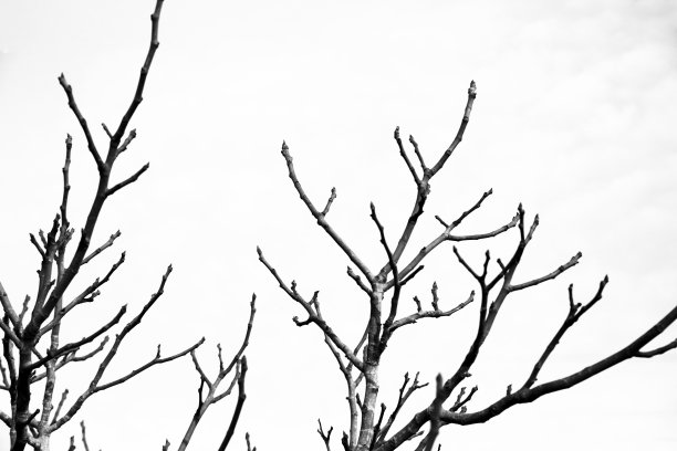 黑白枯树枝