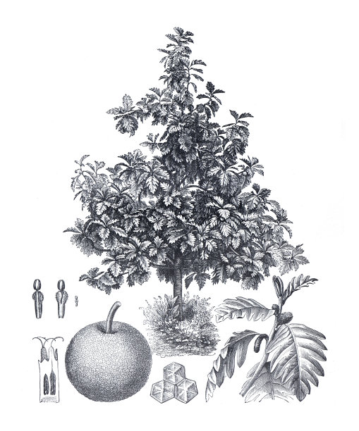 木菠萝海报
