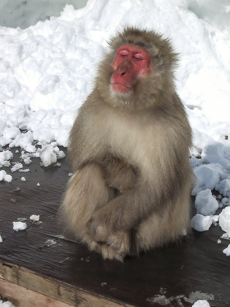 小猴子泡温泉