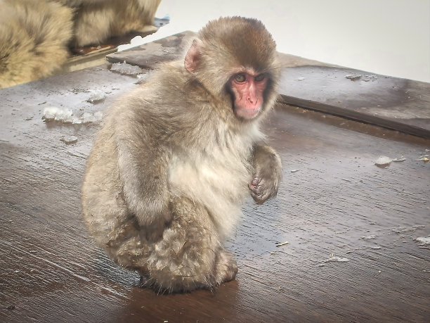 小猴子泡温泉