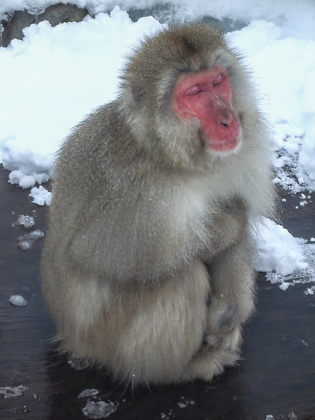 小猴子泡温泉