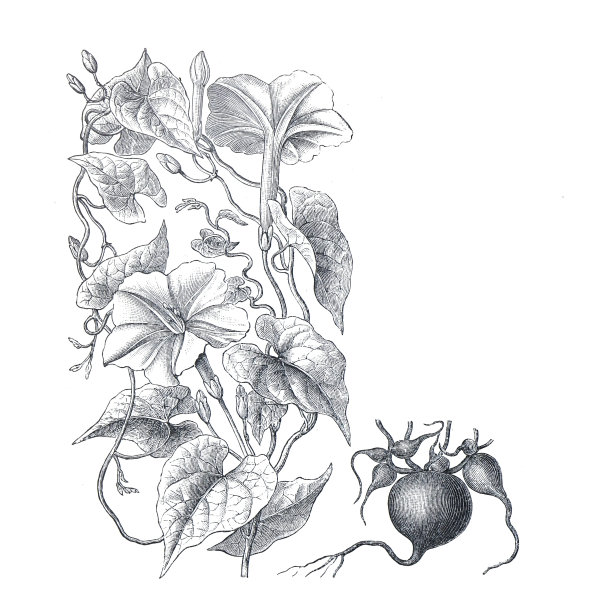 腰果植物印花图案