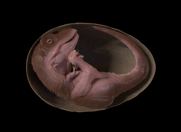 恐龙胚胎