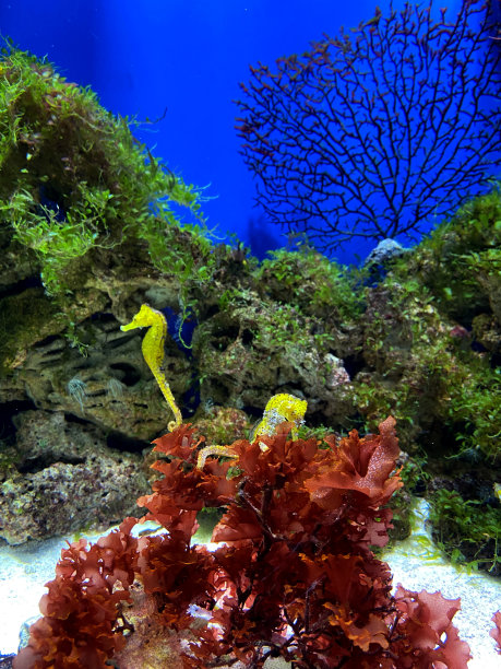 海底世界水族馆海洋馆海洋生物