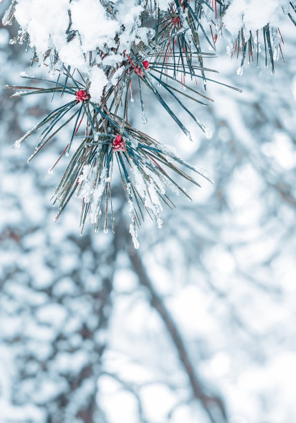 雪花冬季纹理小寒banner