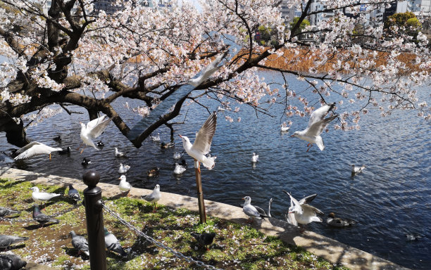 海鸥樱花