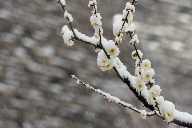 雪,自然美,春天