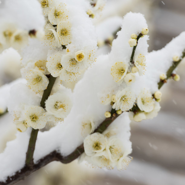 雪,自然美,春天