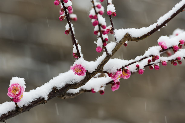雪中盛放的红梅