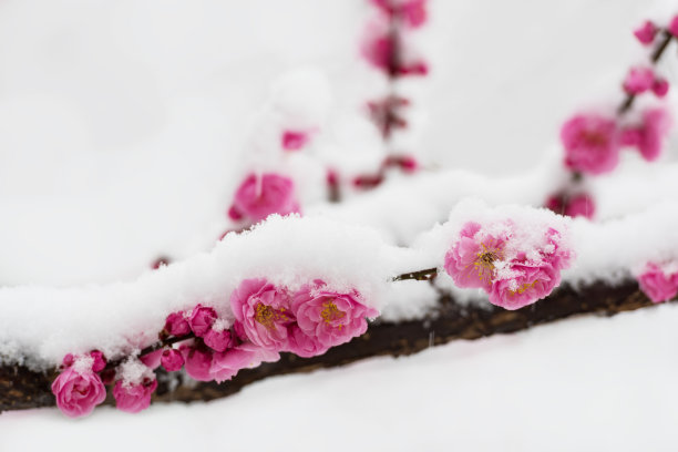 雪,自然美,春天