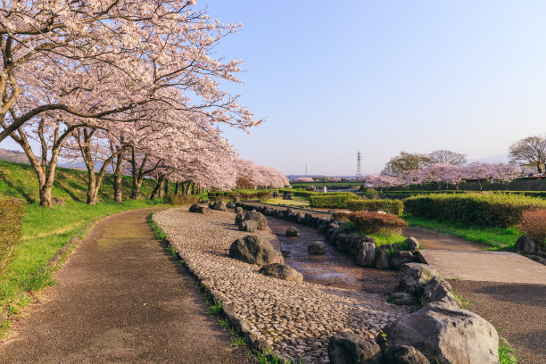 富士山插花