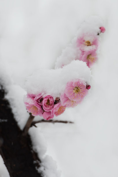 雪中盛放的红梅