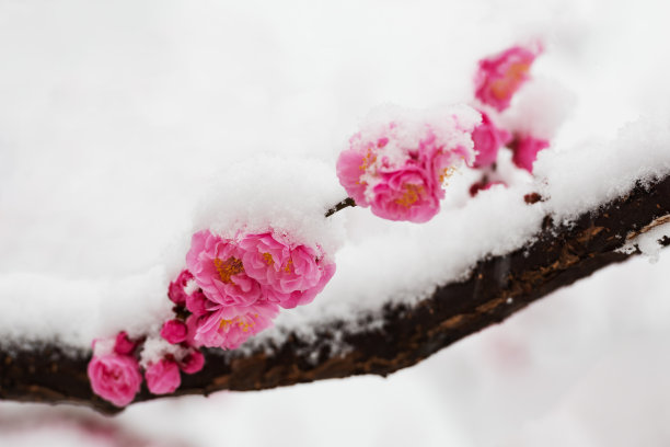 雪,自然美,春天