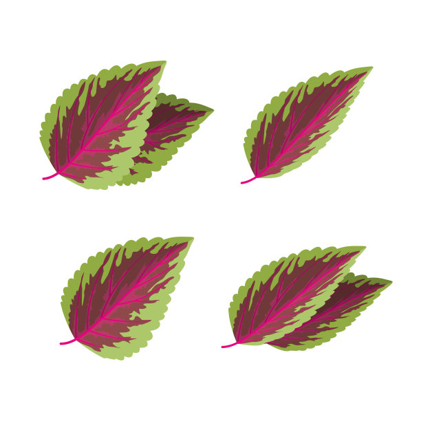 中草药植物插画紫苏