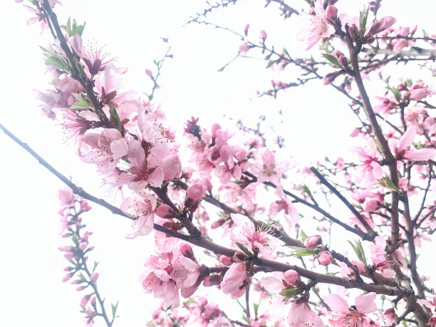 春天桃花绿叶边框图片
