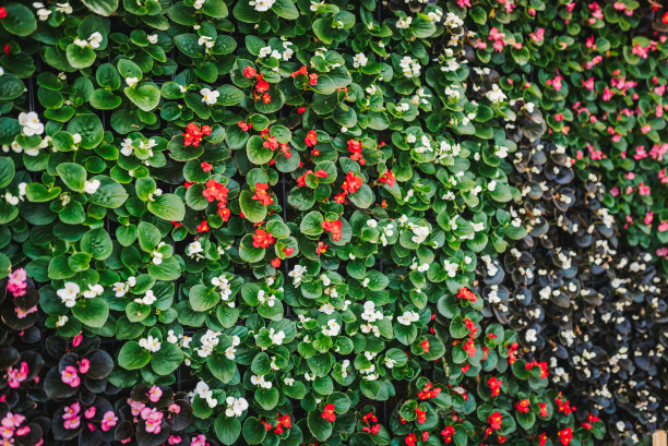 海棠绿植墙