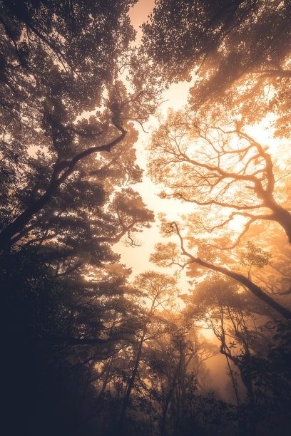 金色阳光穿过森林