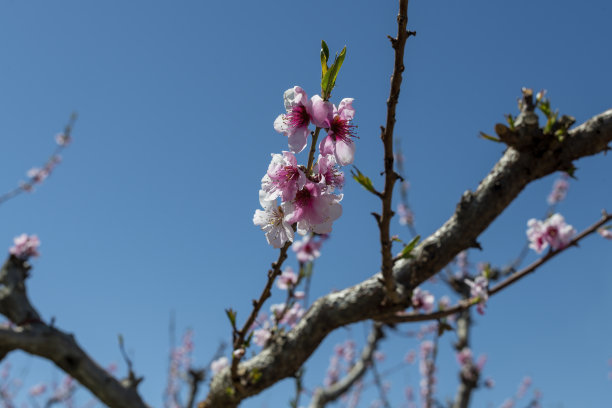 桃花岩