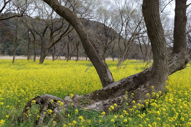 杨柳与油菜花