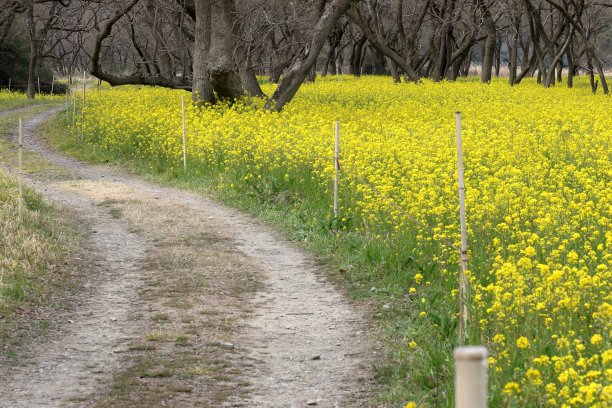 杨柳与油菜花