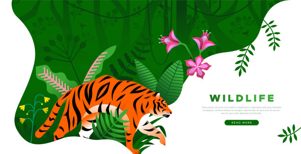 丛林猫,孟加拉虎,雨林