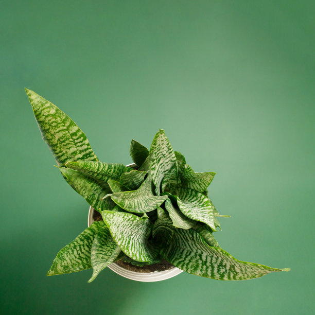 肉质植物,室内植物,叶子