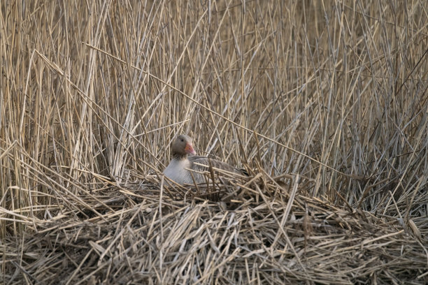 湿地大雁鸟窝