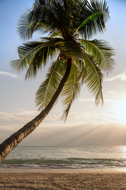 海南沙滩椰树风景