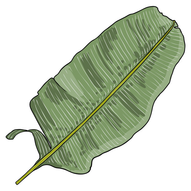 热带雨林芭蕉枝叶矢量图案