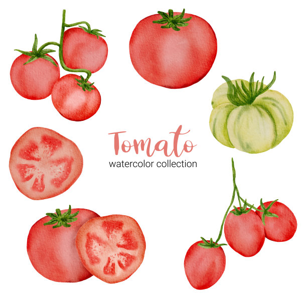 手绘水彩食物番茄