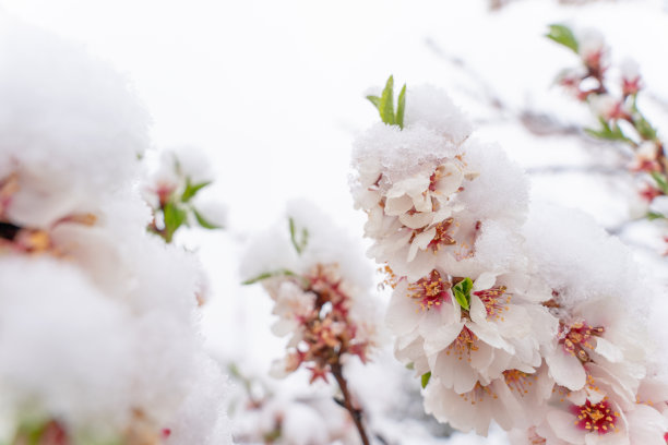 阳光 逆光 果园 白雪